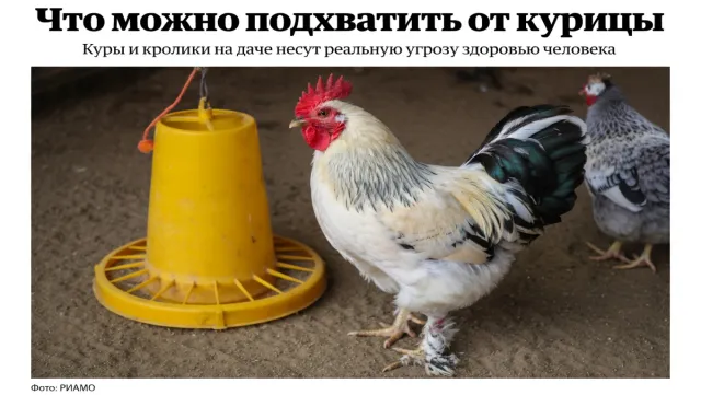Что можно подхватить от курицы